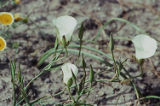 Santa Catalina mariposa lily