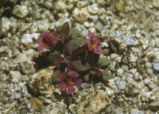 Johnston's monkeyflower