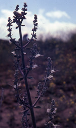 White Sage