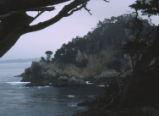 Point Lobos