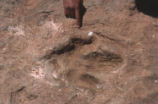 Dinosaur track