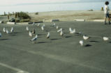 Ring-billed gulls