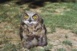 Immature great horned owl