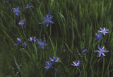 Large camas
