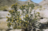 Bladderpod spiderflower