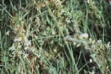 Saltmarsh dodder