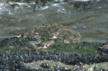 A Black turnstone and a ruddy turnstone