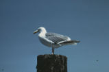 Western gull