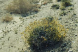 Brittlebush