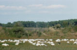 Snow geese