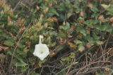 Island false bindweed