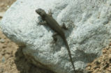 Western fence lizard