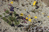 Mojave lupine, leafstem tickseed, desert evening primrose, and purplemat