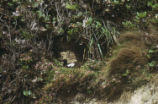 Pigeon guillemot at burrow