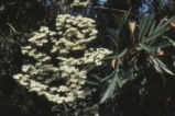 Catalina ironwood flowers