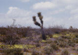 Desert in bloom