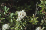 Labrador tea