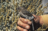 House finch