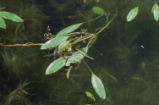 Water smartweed