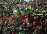 Fuchsiaflower gooseberry