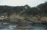 Point Lobos