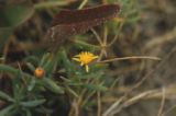 Marsh jaumea