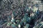 Woodrat nest in pricklypear