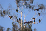 Turkey vulture