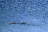 Pied-billed grebes