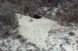 Gopher turtle burrow