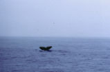 Gray whale