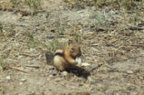 Golden-mantled ground squirrel