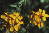 Sanddune wallflower