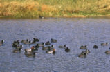 Redheads and American coots