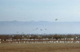 Snow geese