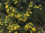 Southern bush monkeyflower