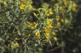 Bladderpod spiderflower
