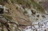 Rough-winged swallow