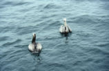 Brown pelican