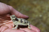 Coast horned lizard