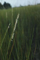 Smooth cordgrass