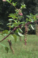 American pokeweed