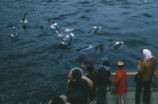 Western gulls