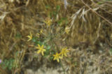 Common goldenstar