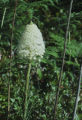 Common beargrass