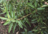 Catalina ironwood foliage