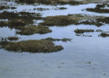 Morro bay mud flats