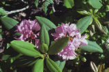 Pacific rhododendron