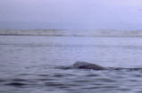 Gray whale