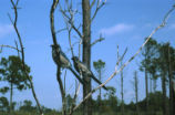 Florida scrub jay